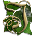 Illarion icon